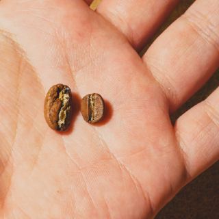 Un grain de maragogype (à gauche) comparé à un grain d’arabica (à droite).