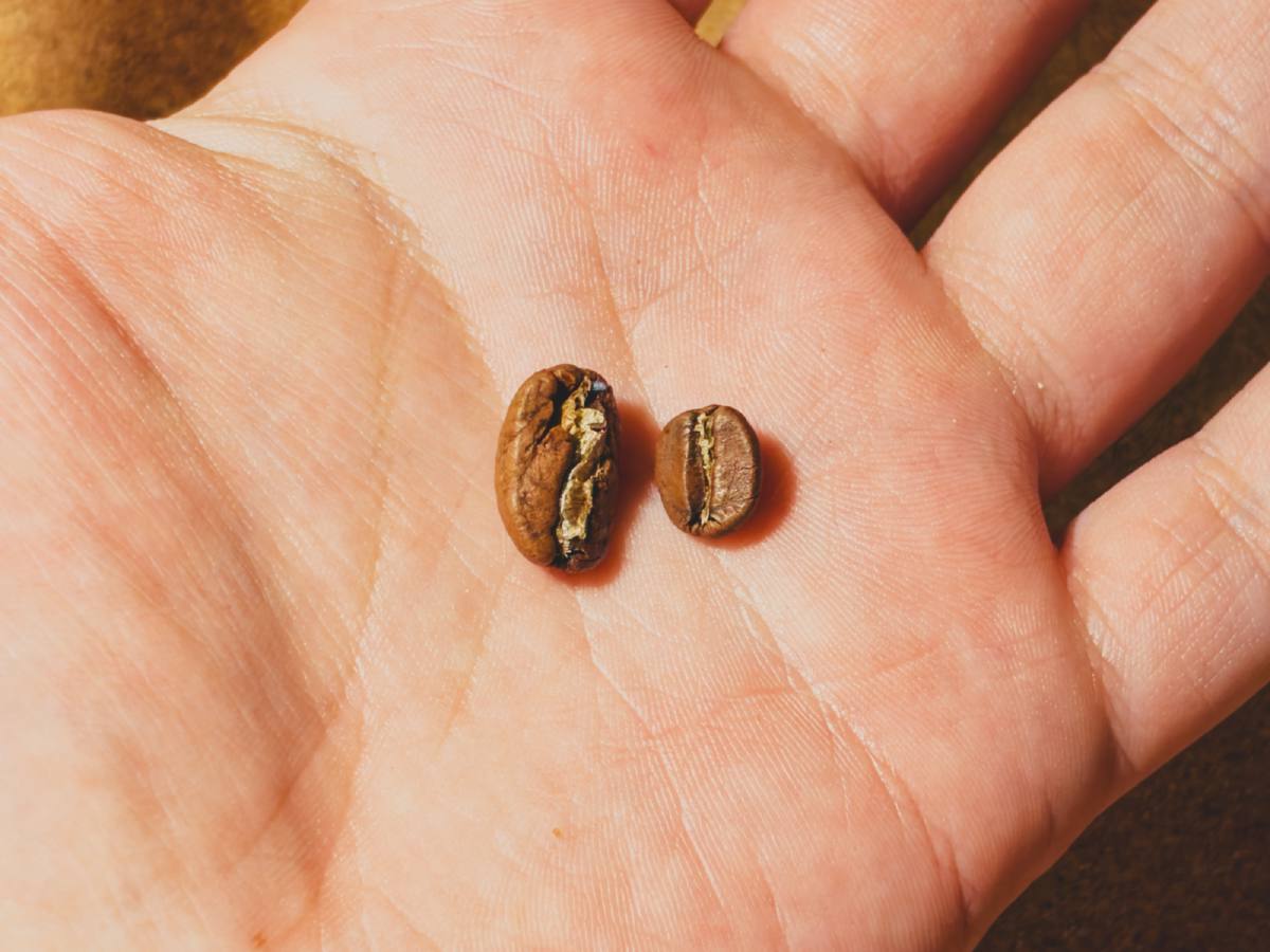 Un grain de maragogype (à gauche) comparé à un grain d’arabica (à droite).